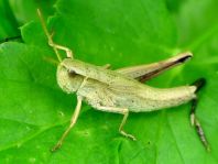 Chrysochraon dispar, Große Goldschrecke