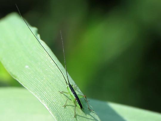 Conocephalus, Schwertschrecke