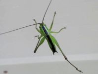 Conocephalus,Schwertschrecke
