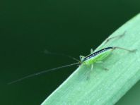 Conocephalus, Schwertschrecke