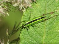Conocephalus,Schwertschrecke