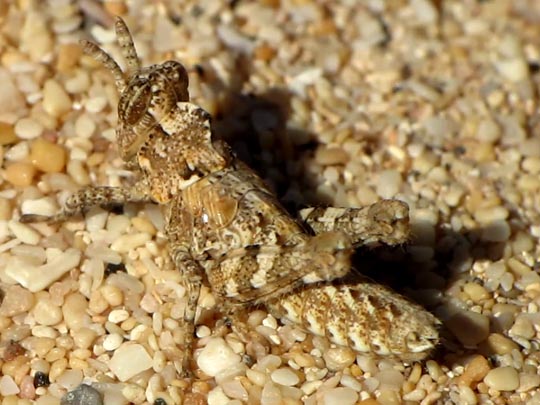 Dericorys lobata