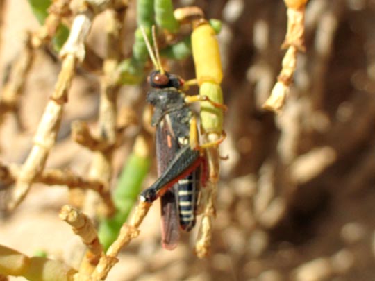 Dericorys lobata