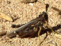 Dericorys lobata