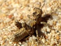 Dericorys lobata