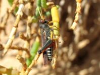 Dericorys lobata