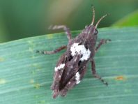 Säbel-Dornschrecke, Tetrix subulata