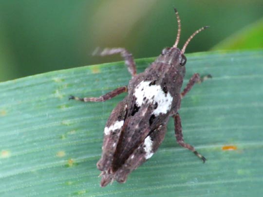 Säbel-Dornschrecke, Tetrix subulata