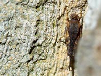 Säbel-Dornschrecke, Tetrix subulata