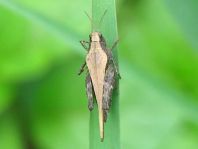 Säbel-Dornschrecke, Tetrix subulata