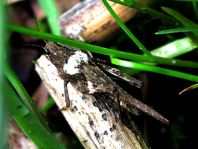 Säbel-Dornschrecke, Tetrix subulata