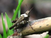 Säbel-Dornschrecke, Tetrix subulata