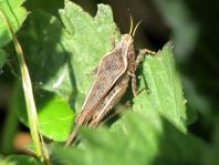 Säbel-Dornschrecke, Tetrix subulata