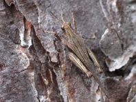Säbel-Dornschrecke, Tetrix subulata