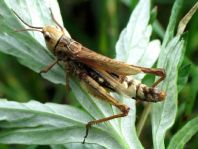 Chorthippus apricarius, Feldgrashüpfer