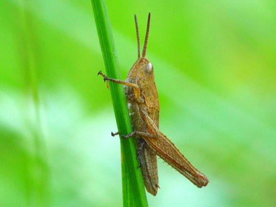 Chorthippus cf. parallelus