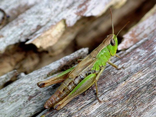 Gemeiner Grashüpfer, Chorthippus parallelus
