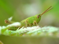 Chorthippus cf. parallelus