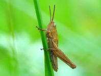 Chorthippus cf. parallelus