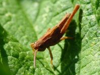 Chorthippus cf. parallelus