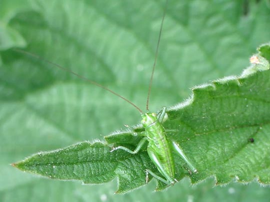 Tettigonia sp., Nymphe