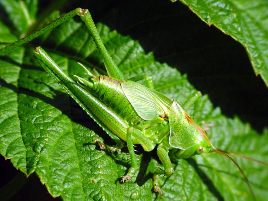 Tettigonia sp., Nymphe