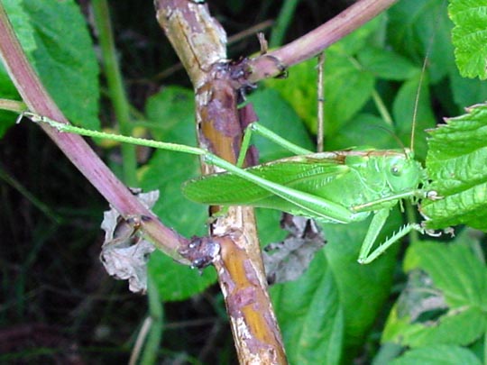 Grünes Heupferd, Tettigonia viridissima