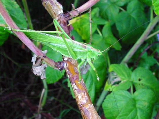 Grünes Heupferd, Tettigonia viridissima