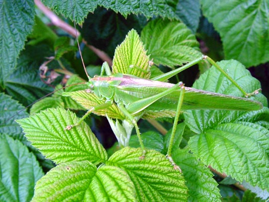 Grünes Heupferd, Tettigonia viridissima