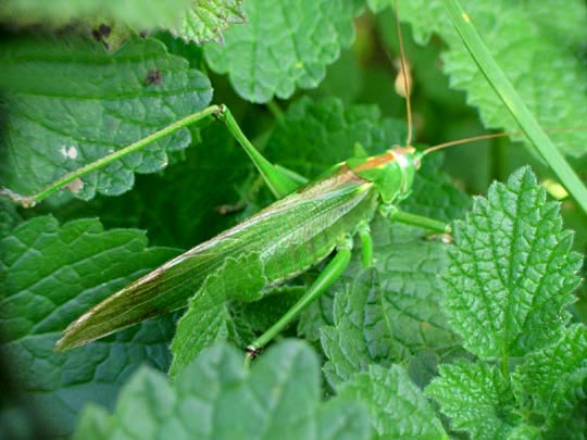 Grünes Heupferd, Tettigonia viridissima