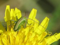 Tettigonia sp., Nymphe