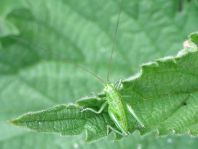 Tettigonia sp., Nymphe
