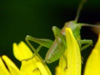 Tettigonia sp., Nymphe