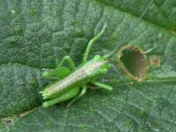 Tettigonia sp., Nymphe