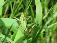 Tettigonia sp., Nymphe