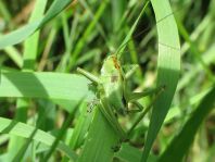 Tettigonia sp., Nymphe