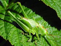 Tettigonia sp., Nymphe