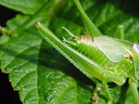 Tettigonia sp., Nymphe