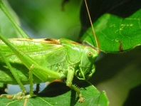 Grünes Heupferd, Tettigonia viridissima
