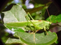 Grünes Heupferd, Tettigonia viridissima