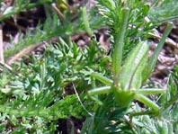 Tettigonia sp., Nymphe