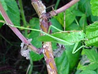 Grünes Heupferd, Tettigonia viridissima