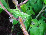 Grünes Heupferd, Tettigonia viridissima