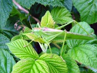 Grünes Heupferd, Tettigonia viridissima