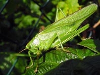 Grünes Heupferd, Tettigonia viridissima