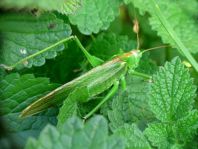 Grünes Heupferd, Tettigonia viridissima
