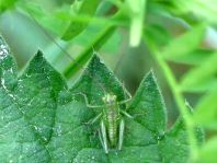 Tettigonia sp., Nymphe