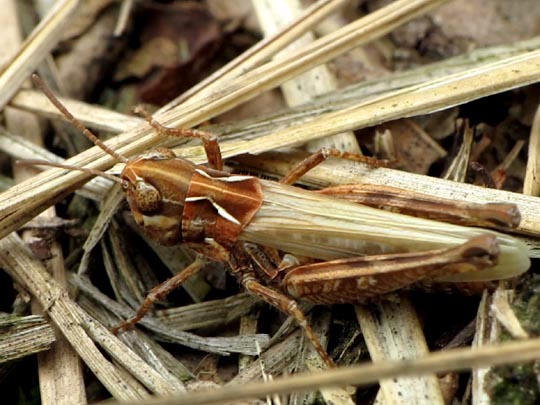 Gefleckte Keulenschrecke, Myrmeleotettix maculatus