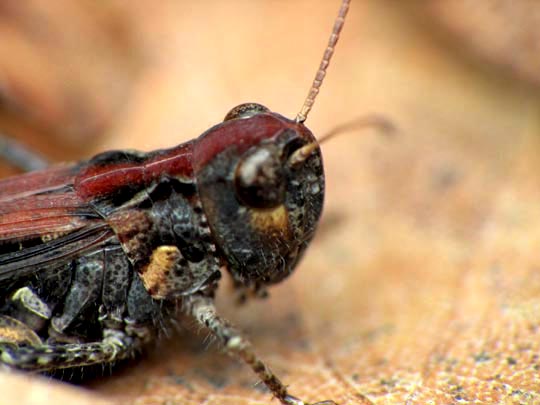 Gefleckte Keulenschrecke, Myrmeleotettix maculatus