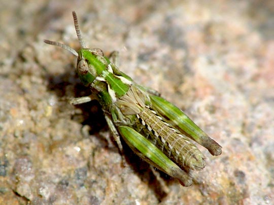 Gefleckte Keulenschrecke, Myrmeleotettix maculatus